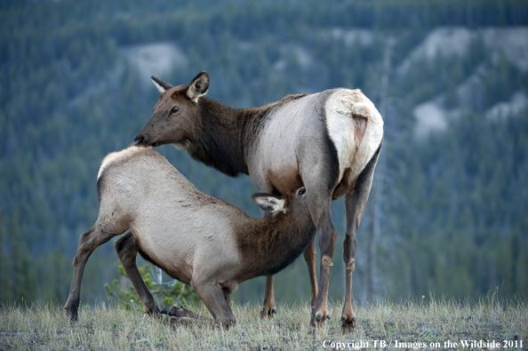 Cow elk with calf. 