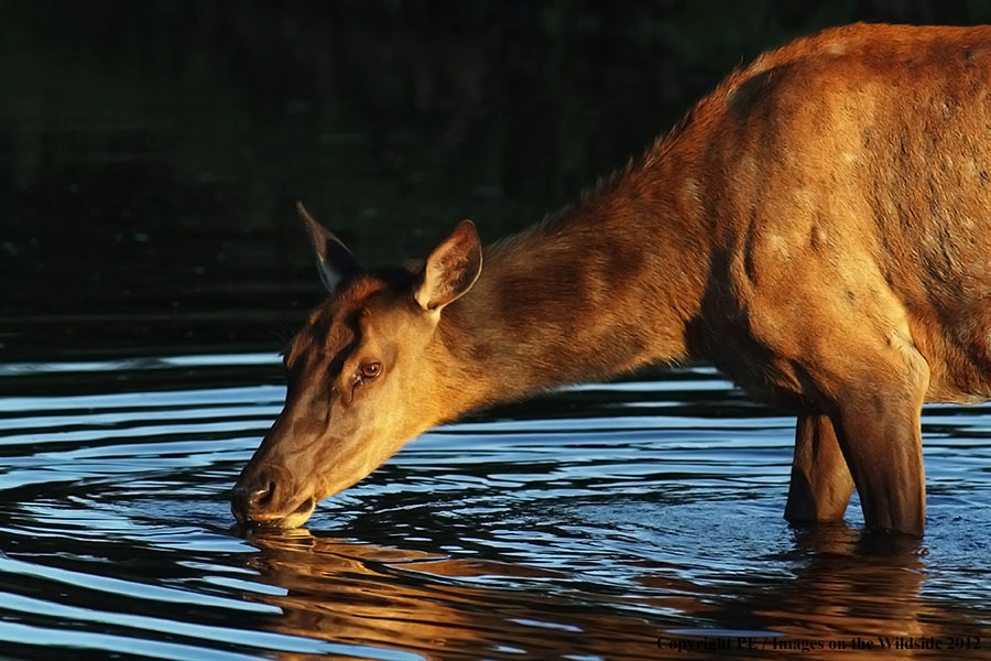 Elk cow in habitat.