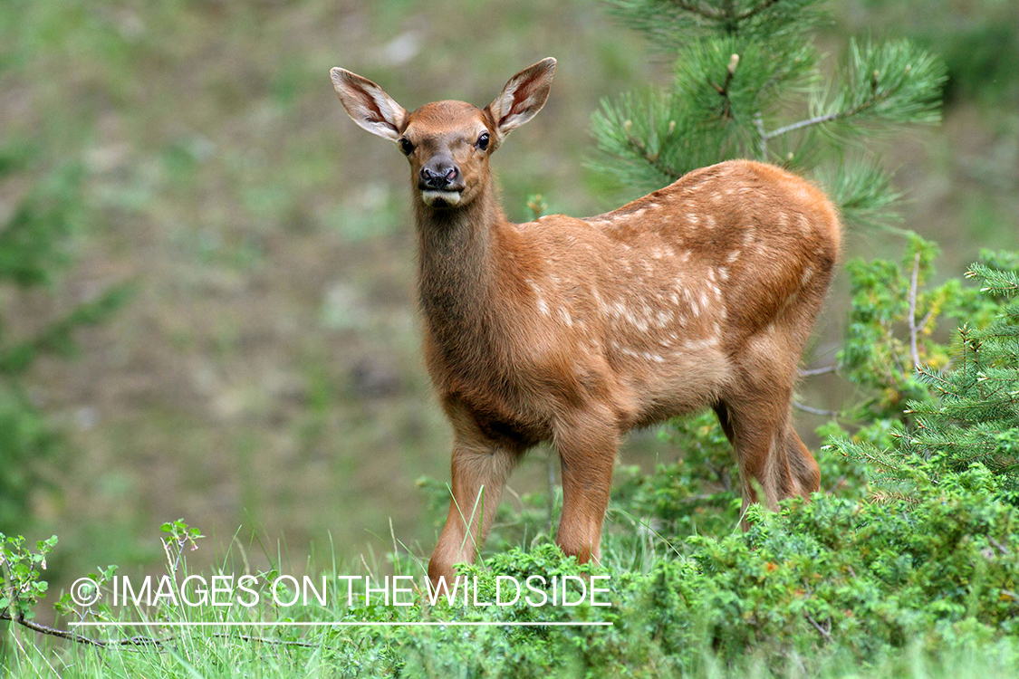 Rocky Mountain Elk calf in habitat.