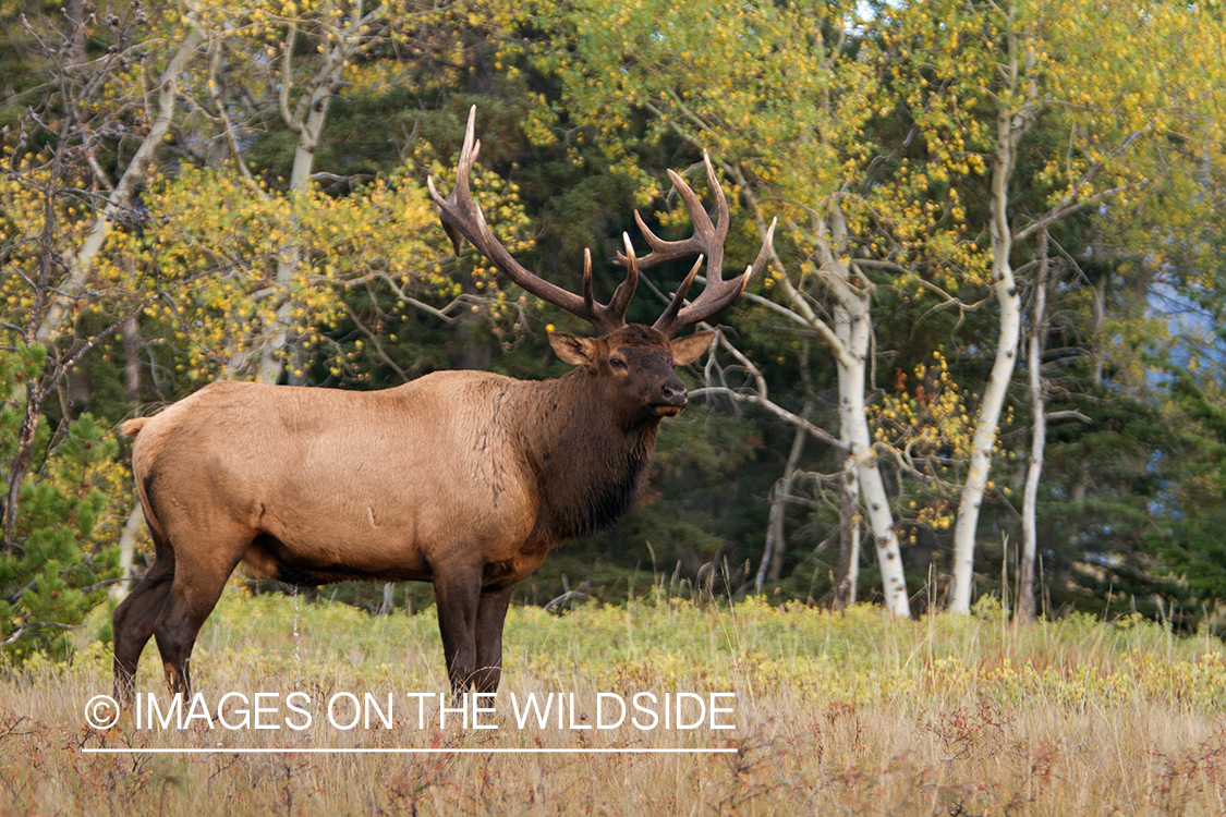 Rocky Mountain Bull Elk in habitat.