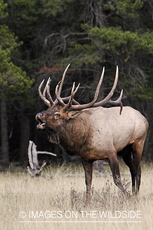 Rocky Mountain Bull Elk bugling in habitat.