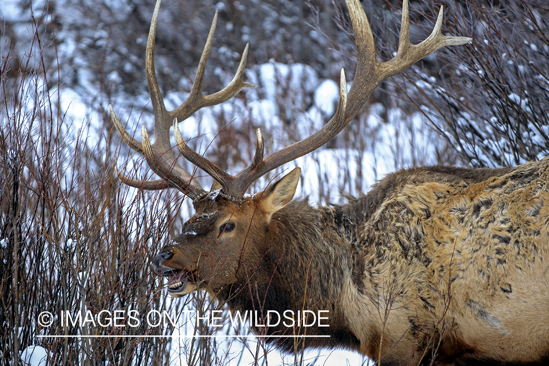 Rocky Mountain Bull Elk foraging in winter habitat.