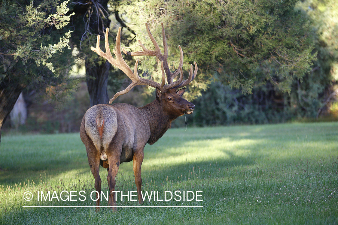 Bull elk in velvet.