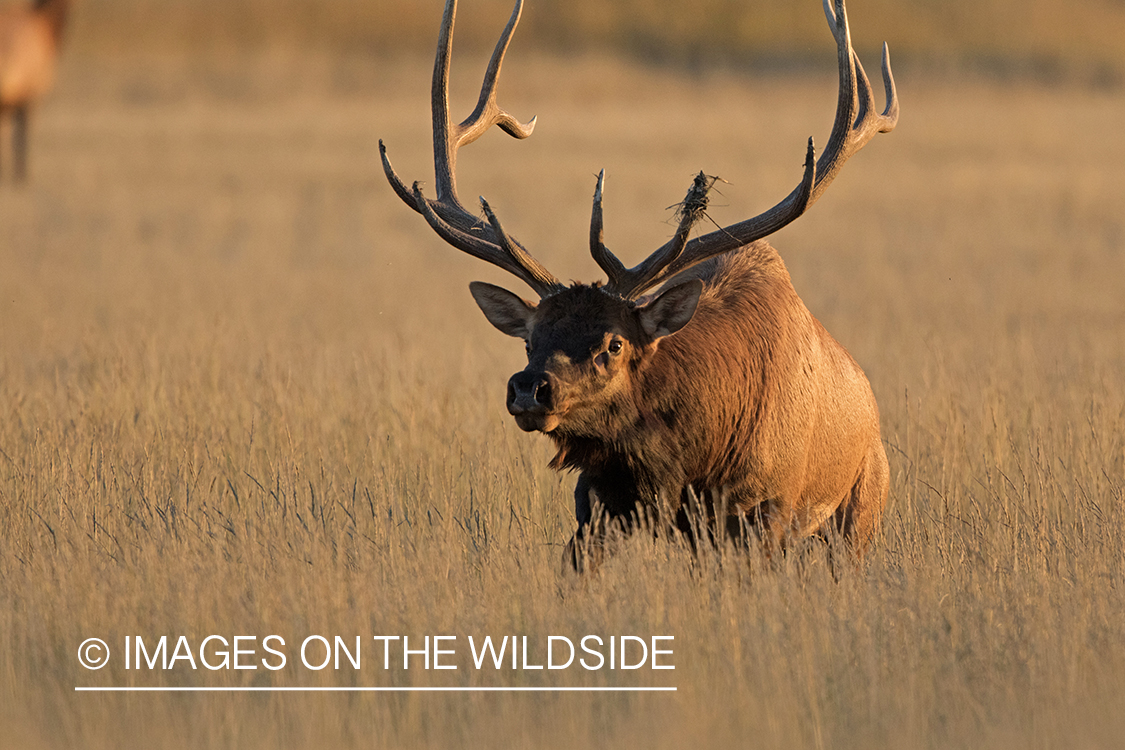 Bull elk charging through field.