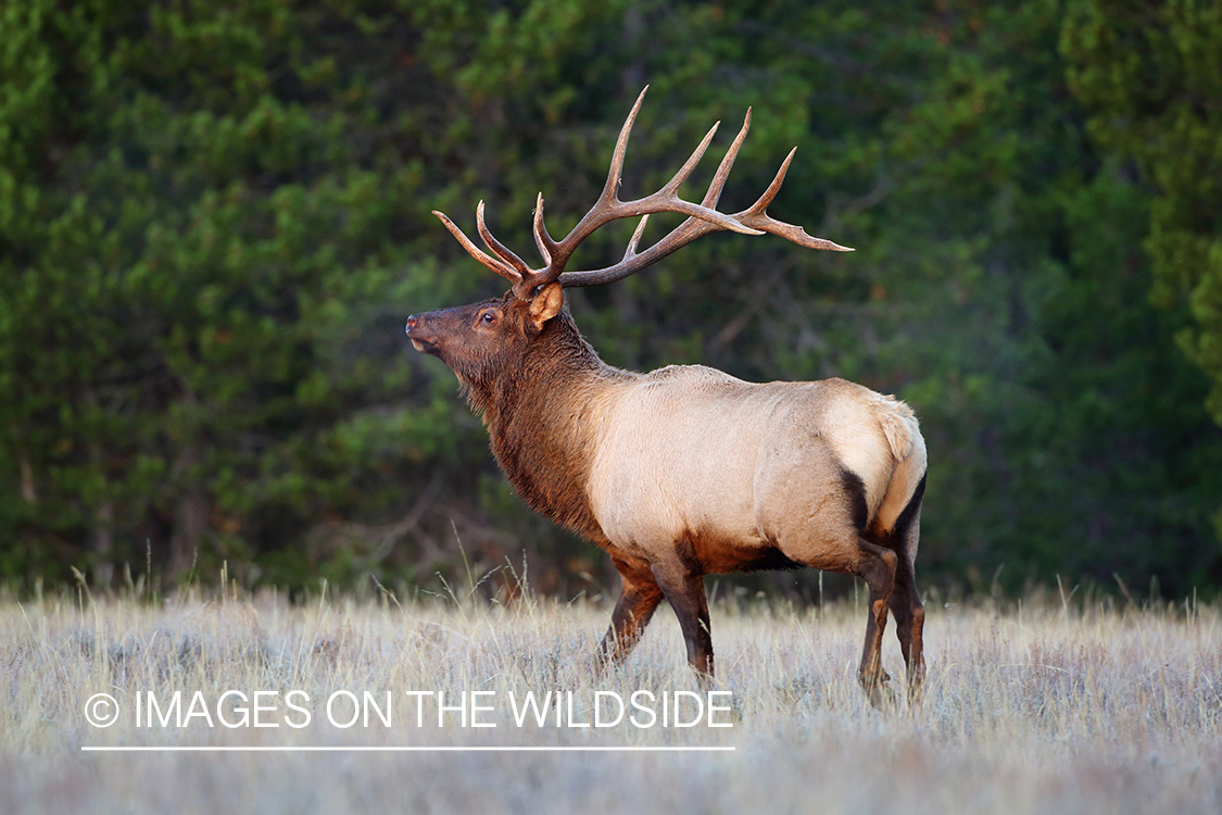 Bull elk in field.