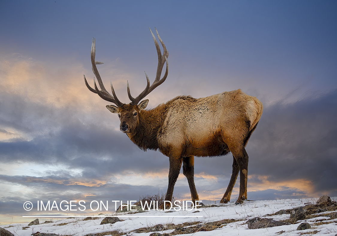 Bull Elk in habitat.