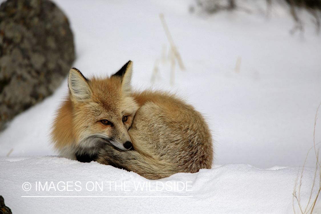 Red fox in winter habitat.