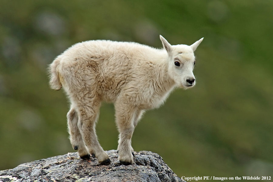 Rocky Moutain Goat kid in habitat.