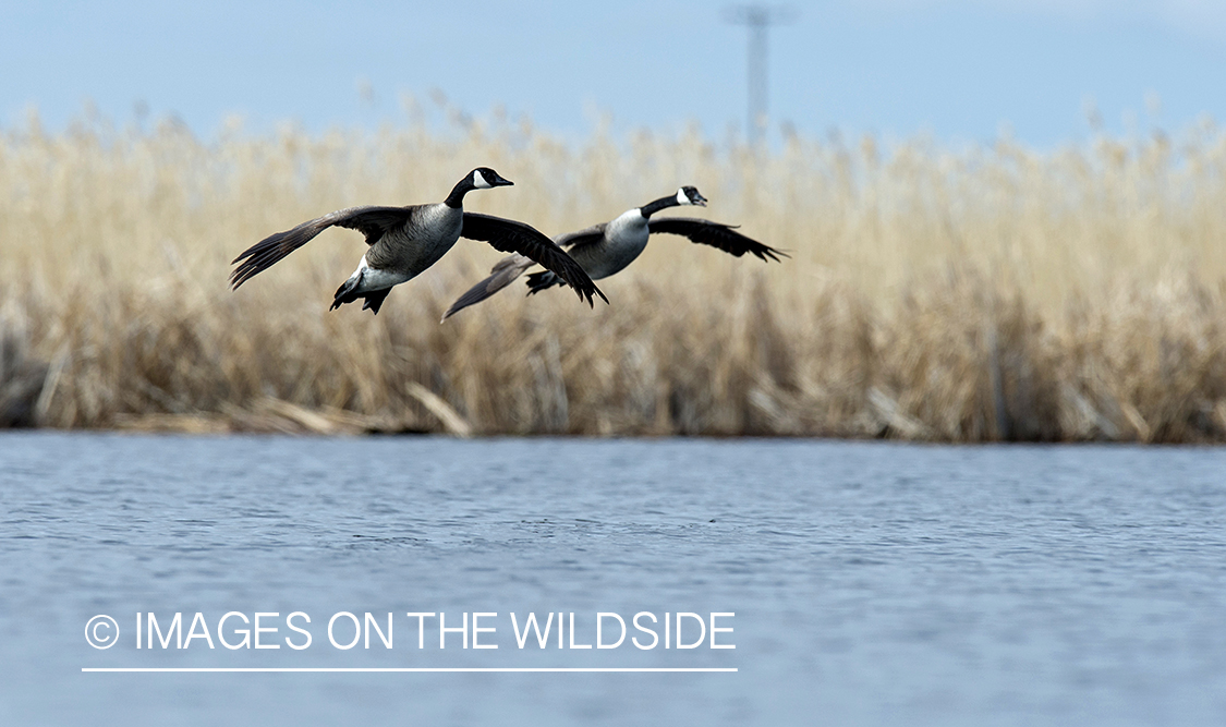 Canada geese in flight.