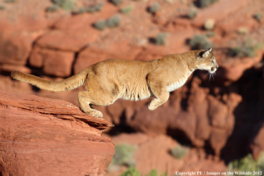 Mountain Lion leaping off ledge. 