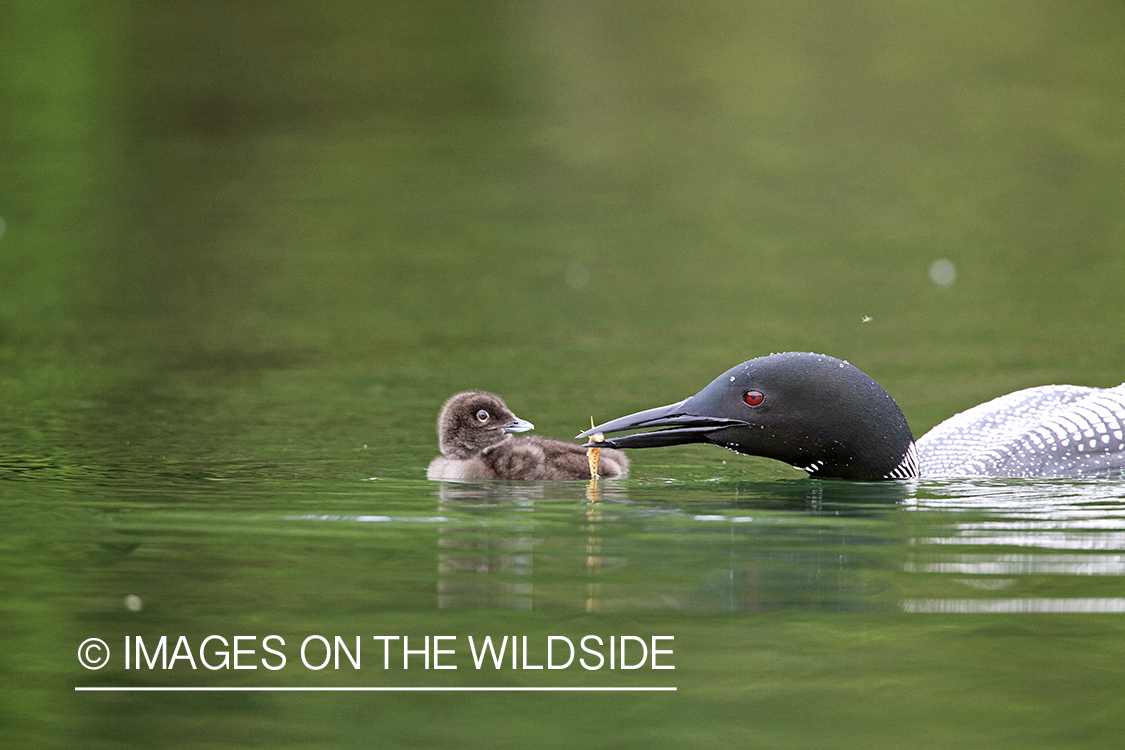 Loon feeding chicks.