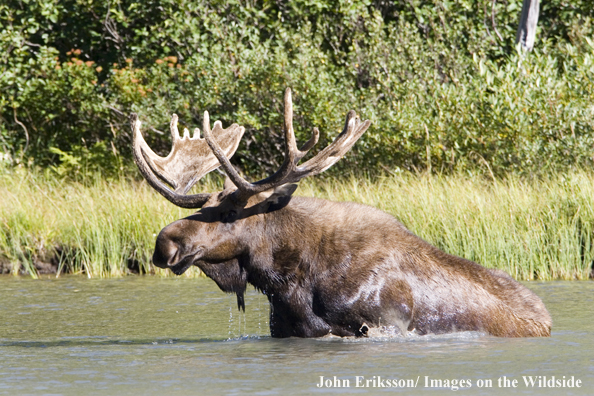 Shiras bull moose sitting in water.