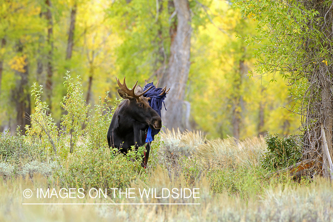 Shiras Moose with camping gear caught in antlers.