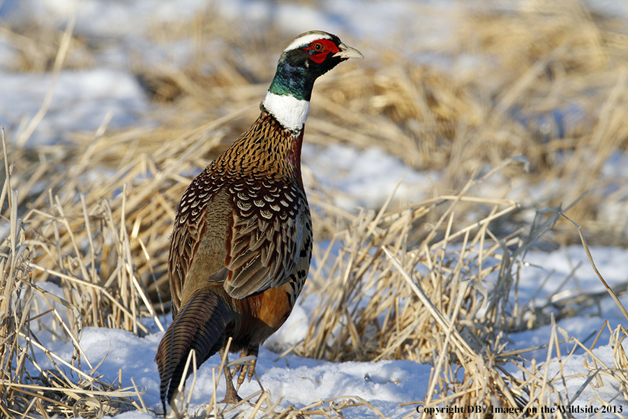 Ring-necked pheasant in habitat