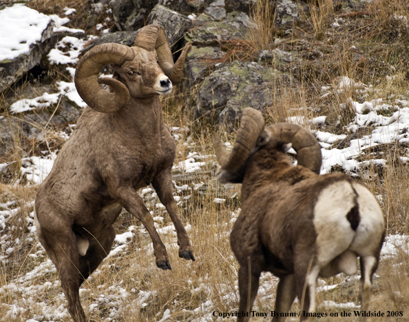 Rocky Mountain Bighorn Sheep