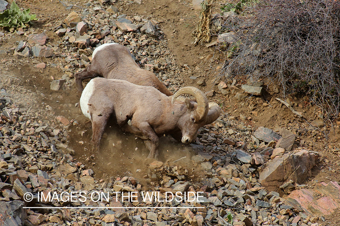 Rocky mountain bighorn sheep rams in habitat.