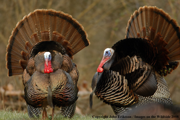 Eastern Wild Turkeys