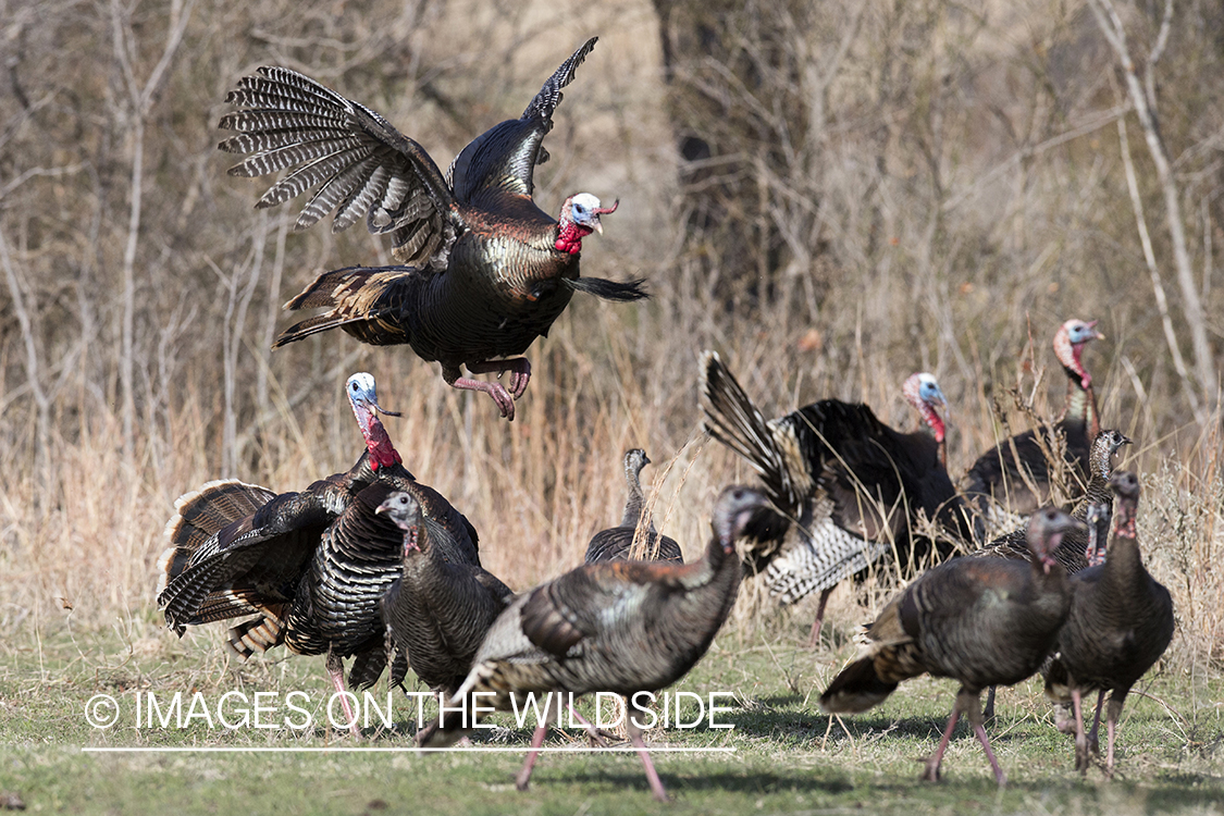 Eastern Wild Turkey toms fighting in habitat.