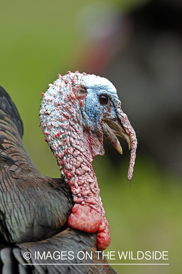 Rio grande turkey gobbler in spring habitat.