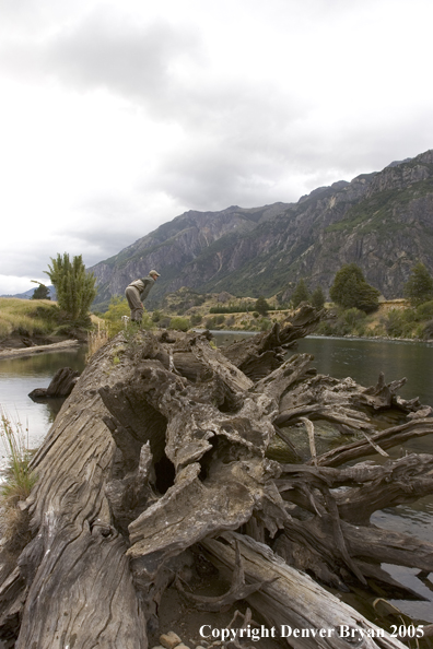 Flyfisherman scouting river from log on bank.