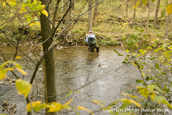 Flyfisherman playing a trout on a Pennsylvania spring creek.