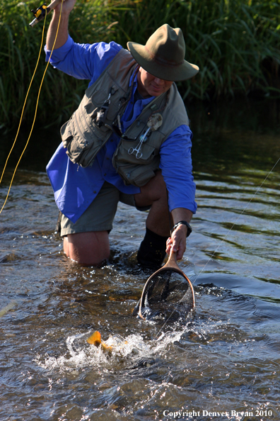 Flyfisherman landing rainbow trout