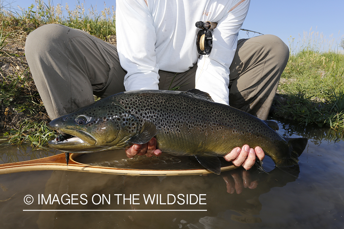 Flyfisherman with large brown trout. (10lbs)