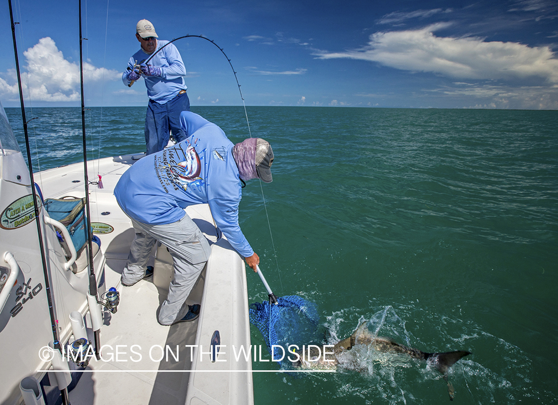 Flyfisherman with Cobia.