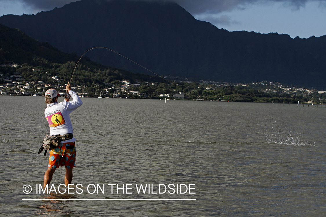 Saltwater flyfisherman fighting bonefish from flats, in Hawaii.