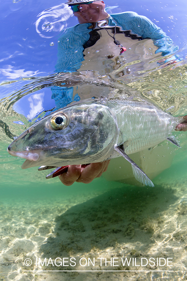 Flyfisherman releasing Bonefish.