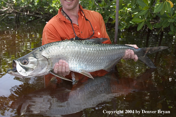 Flyfisherman w/tarpon 