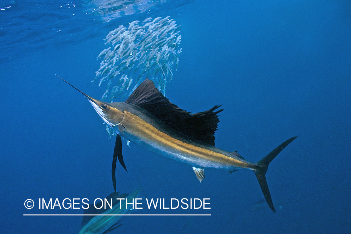 Atlantic sailfish hunting bait fish in open ocean.