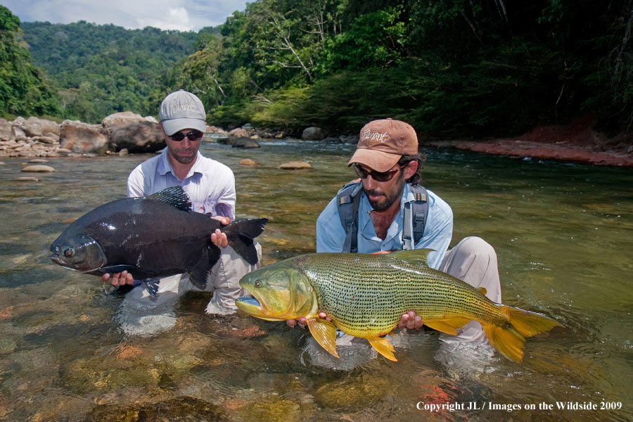 Flyfishermen with a pacu and golden dorado.