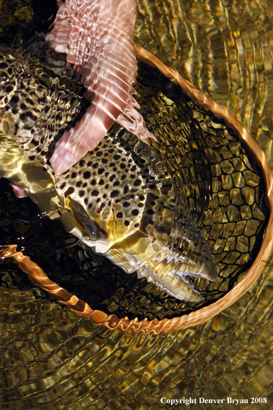 Brown Trout in habitat