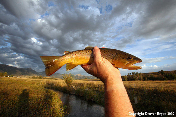 Flyfisherman with brown trout