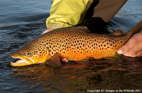 Brown trout. 