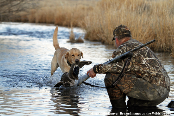 Yellow Labrador Retriever fetching mallard. 