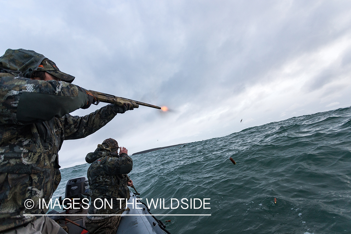 King Eider and Long-tailed duck hunting in Alaska, hunters shooting.