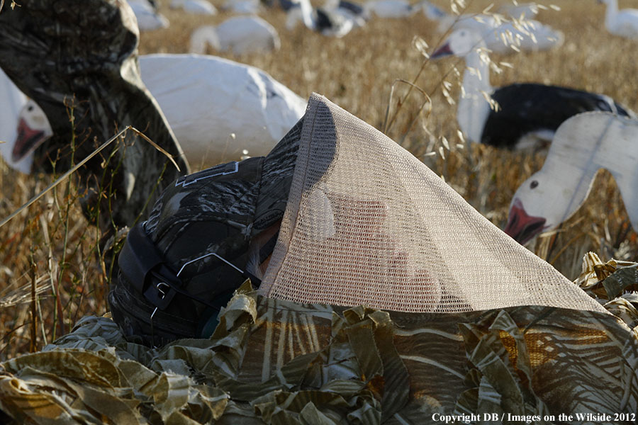 Snow goose hunters in field with decoys.