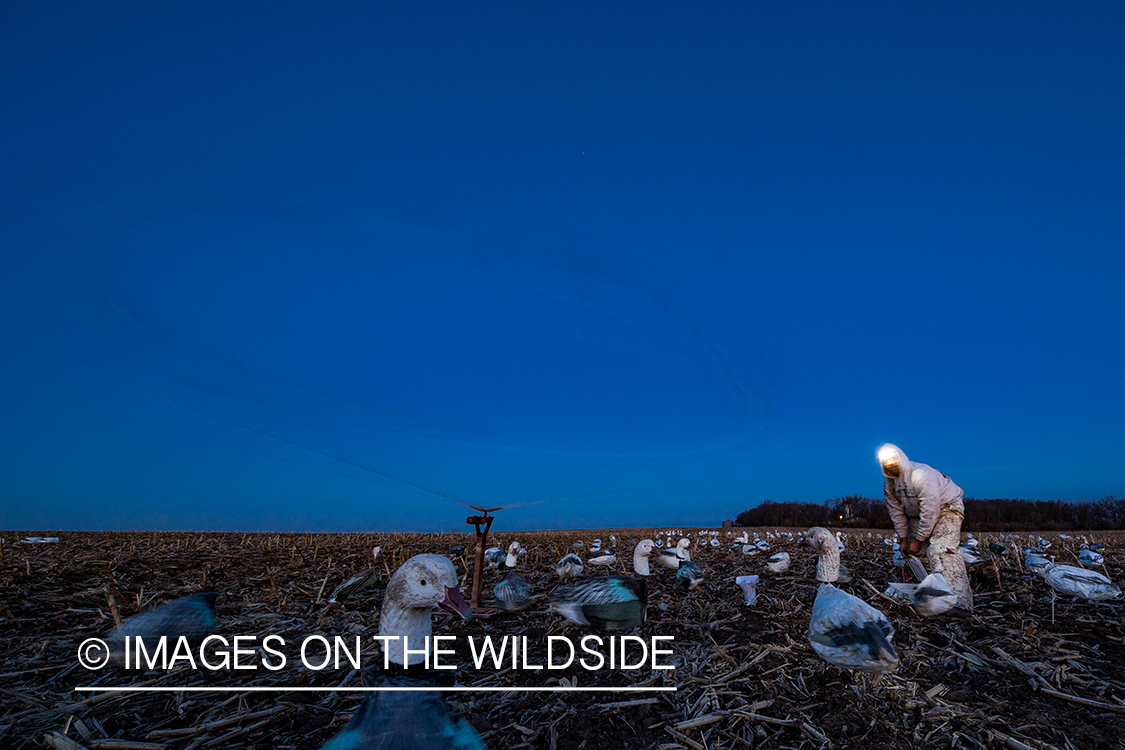 Setting up decoys at dawn. 