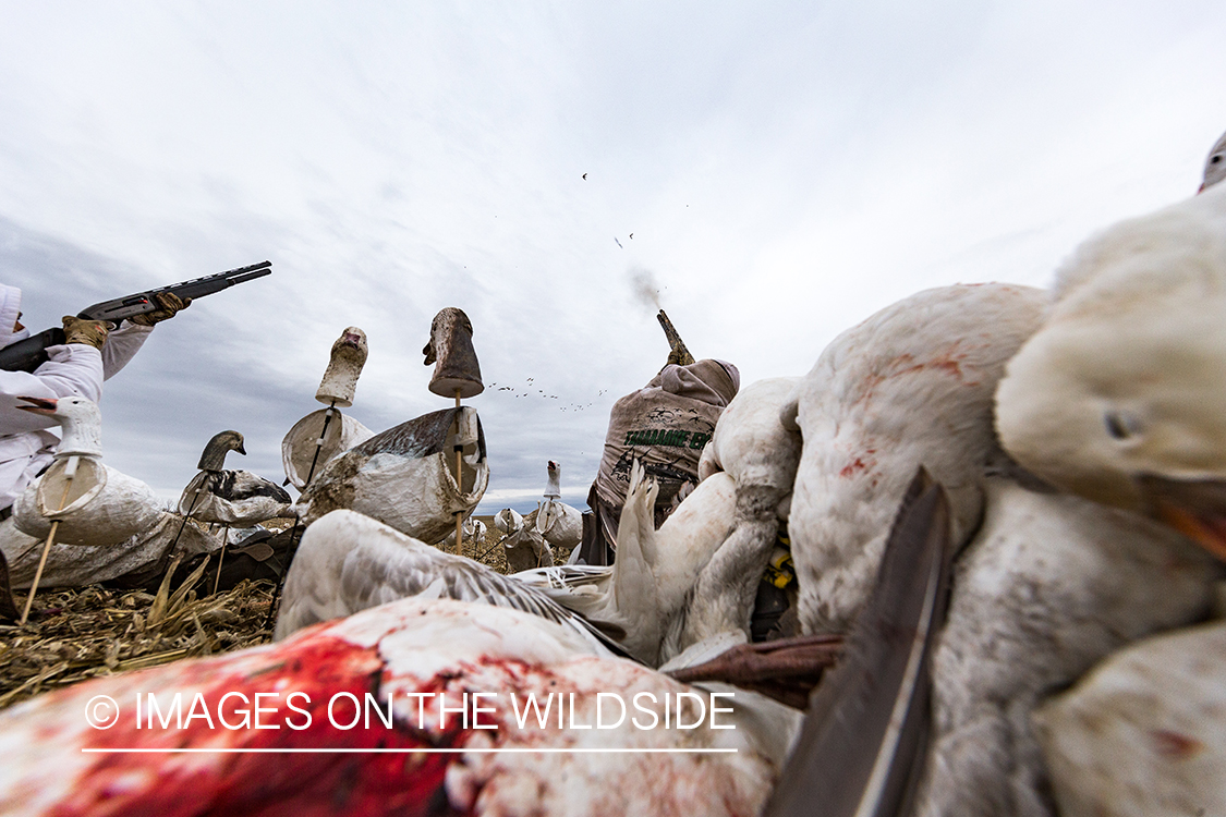 Hunters shooting geese.