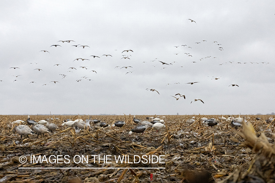 Snow geese in flight over decoys.