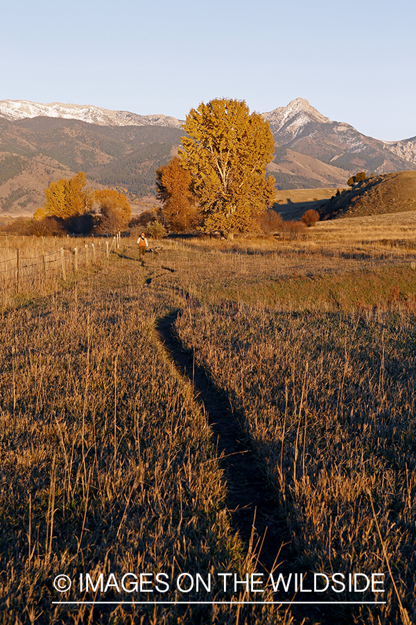 Upland game bird hunter in field with Griffon Pointer.