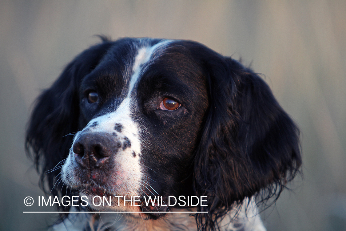 Springer spaniel in field.