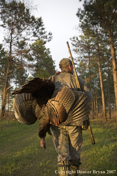 Turkey hunter in field with bagged bird