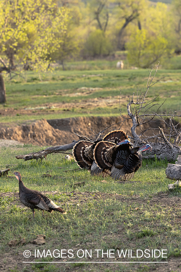 Merriam's turkey in habitat.