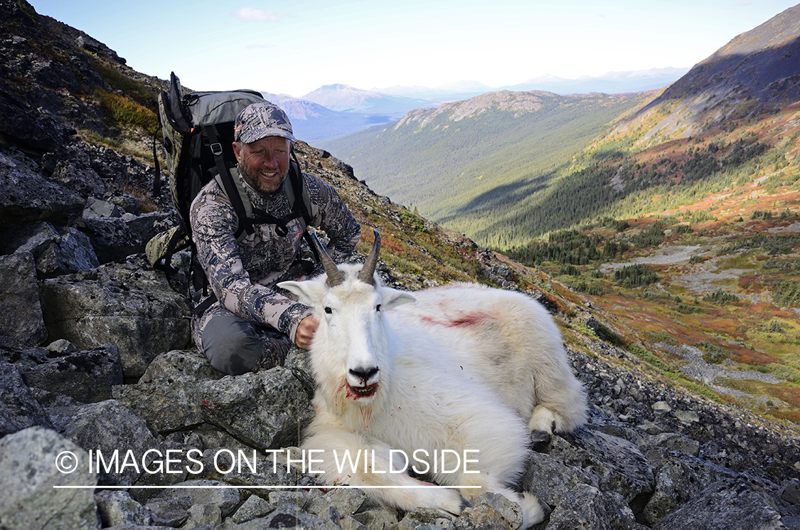 Stone sheep and Mountain goat hunting.