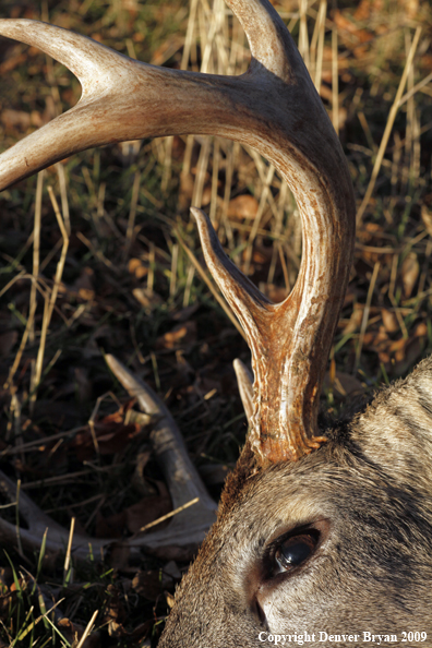 Hunter-Killed whitetail buck.