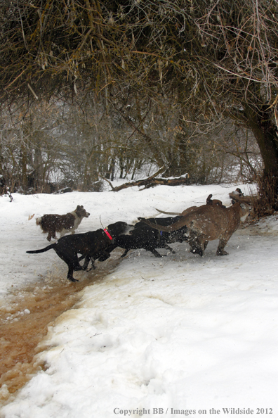 Hunting dogs chasing mountain lion. 