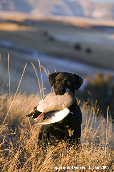 Black Labrador with retrieved Mallard